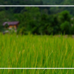 زمان کاشت و برداشت برنج